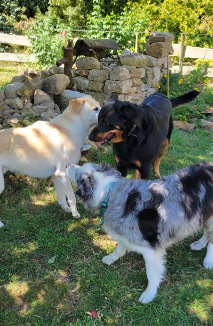 Comprendre son chien prestation12